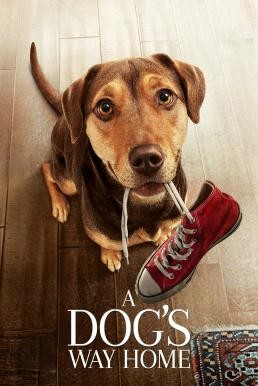 A Dog's Way Home เพื่อนรักผจญภัยสี่ร้อยไมล์ (2019) - ดูหนังออนไลน